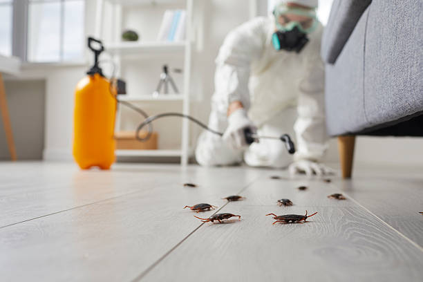 Post-Treatment Bed Bug Interceptor Monitoring in Hayden